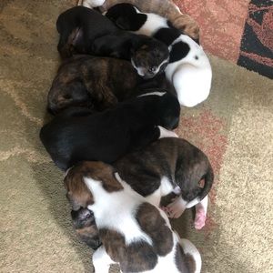 Need label to return shorts